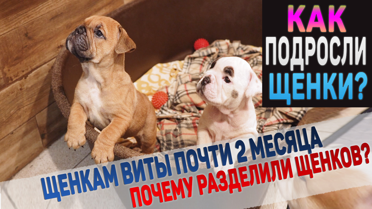 Очаровательные щенки Английского Бульдога. Посмотрите как они подросли! смотреть онлайн