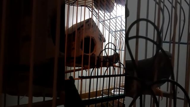 Все об Амадинах. смотреть онлайн