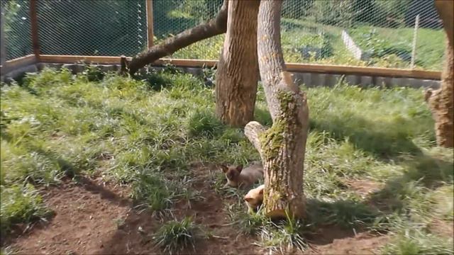 Евробурма.рф Burmese cattery "Natize". 2017 г янв. смотреть онлайн