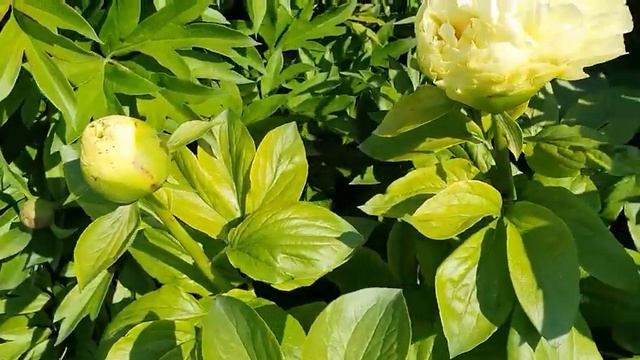 Пион Лемон Шифон (18.05.2020) смотреть онлайн