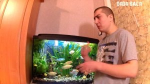 Чёрная борода в аквариуме, как избавиться от водорослей в аквариуме! Способы удаления водорослей!