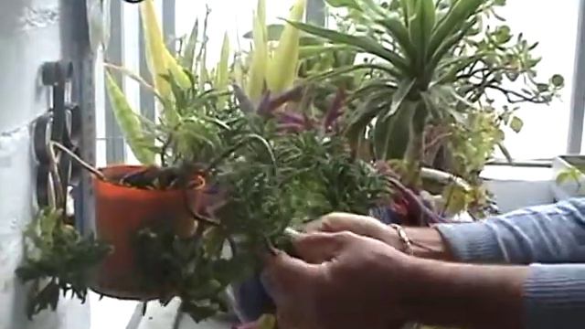 День учителя_2017_Школа - наш дом! смотреть онлайн