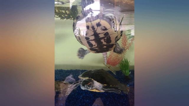 Tetra ReptoMin Floating Food Sticks for Aquatic Turtles, Newts and Frogs review смотреть онлайн