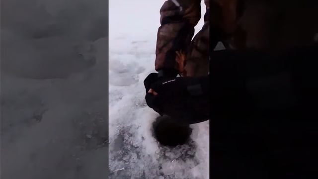 Огромная щука с большой пастью жесть смотреть онлайн