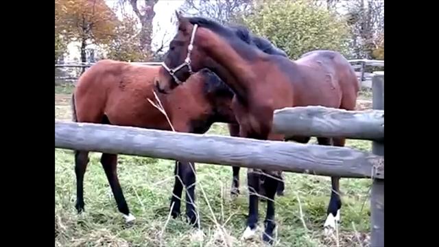 Beautiful Foals on a rainy day | Красивые жеребята смотреть онлайн