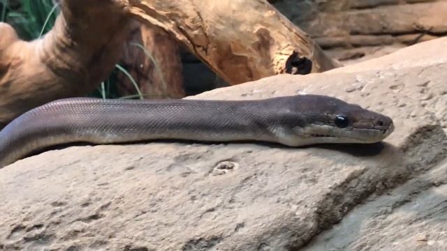 With Olive Python - Featherdale Wildlife Park смотреть онлайн