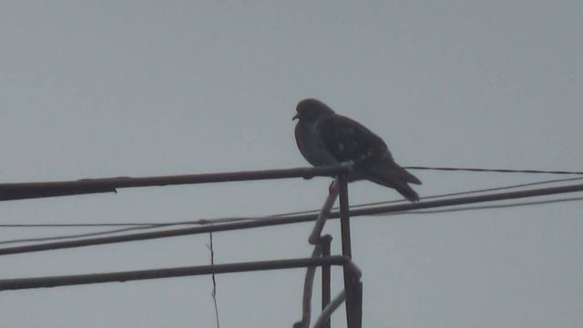 Голубь на крыше смотреть онлайн