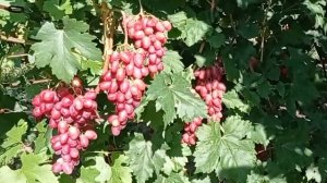 @Виноград Басанти  Виноградник Гергеля, г Полтава, 15 08 21г