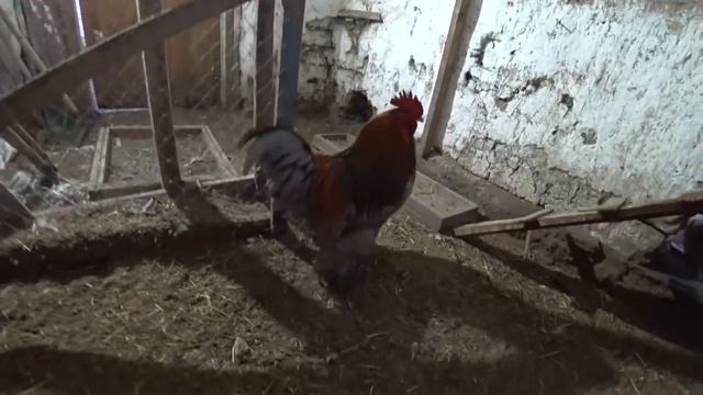 Закоптили сало, Про тюльпаны, Дела житейские смотреть онлайн
