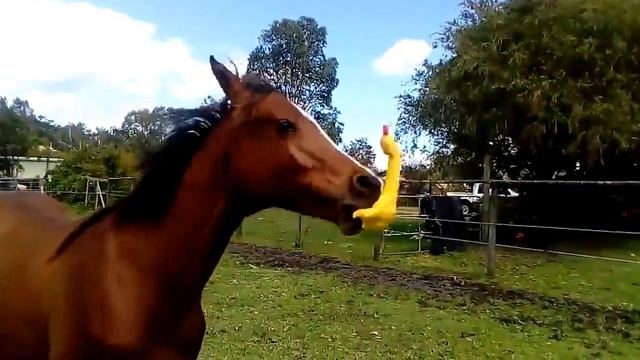 Конь ест петуха смотреть онлайн