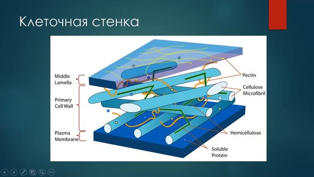Гормональная регуляция у растений. Лабунская Е.А. (серия понедельник) 1