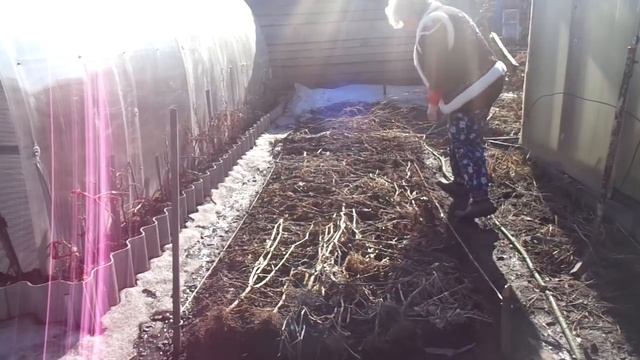 ПРОВЕРЯЮ ПОДЗИМЫЕ ПОСАДКИ ЛУКА. Ольга Чернова. смотреть онлайн
