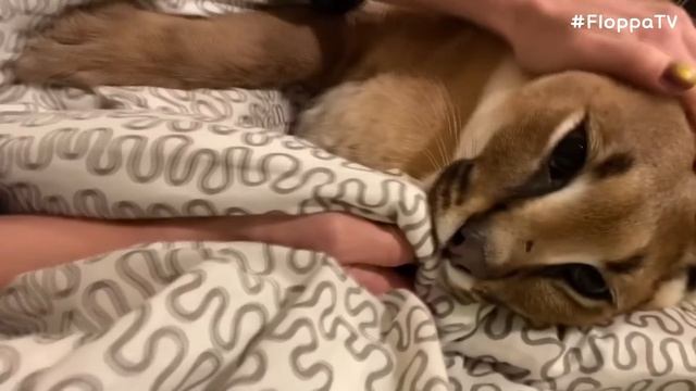 Big Floppa Hissing and Kneading : Caracal смотреть онлайн