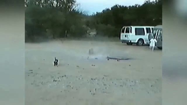 такса запускает фейерверк смотреть онлайн