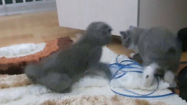 ВЕСЕЛЫЕ КОТЯТА ДЛЯ ХОРОШЕГО НАСТРОЕНИЯ САМОЕ МИЛОЕ СУЩЕСТВО В МИРЕ смотреть онлайн