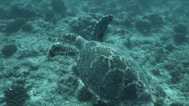 Sven Michel Lourie de SM2 présente MobiReef® смотреть онлайн