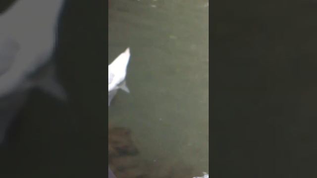 Зоопарк в Сочи делать 2 часть?.. смотреть онлайн
