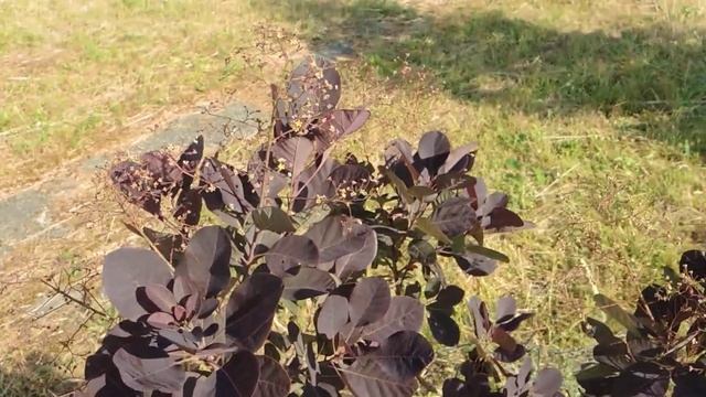 Cotinus coggygria 210622 смотреть онлайн