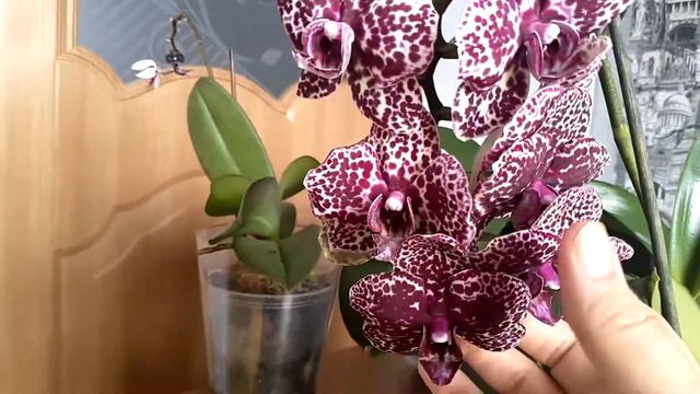 Ph. Wild Cat Дикий кот смотреть онлайн