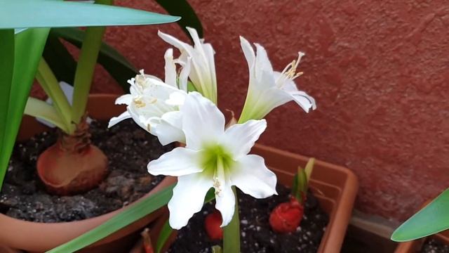 White garden hippeastrum смотреть онлайн