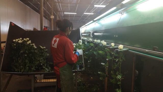 Тепличный комплекс по выращиванию роз «Новая Голландия» смотреть онлайн