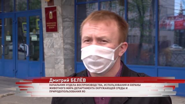 Медведь в городе: подробности нападения дикого животного на ярославца смотреть онлайн