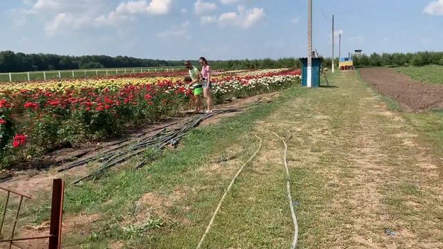 Поле роз(Трояндове поле) в селе Судиевка Полтавской области 19.07.2021. Часть 2 смотреть онлайн