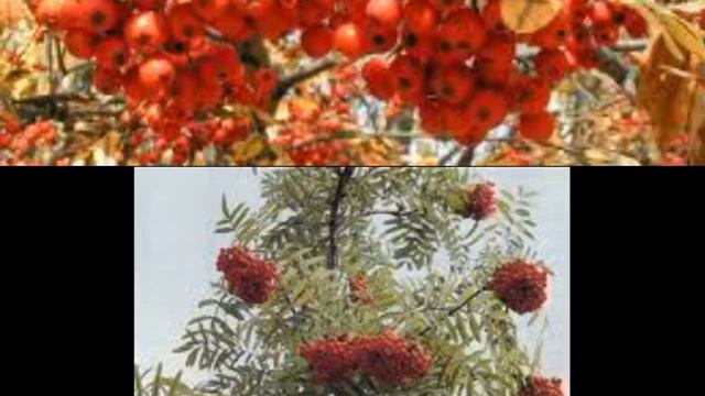 Мария Пахоменко - Рябина смотреть онлайн