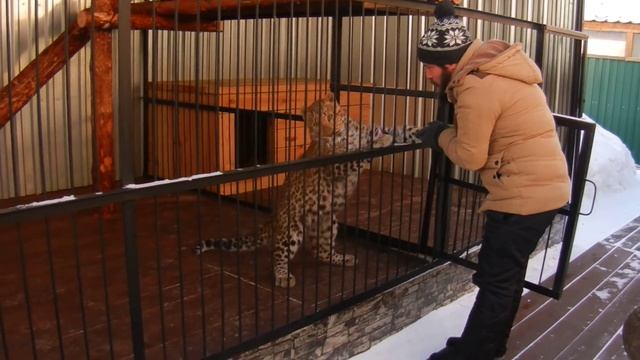 Леопард Эра в частном зоопарке Нижнего Тагила смотреть онлайн
