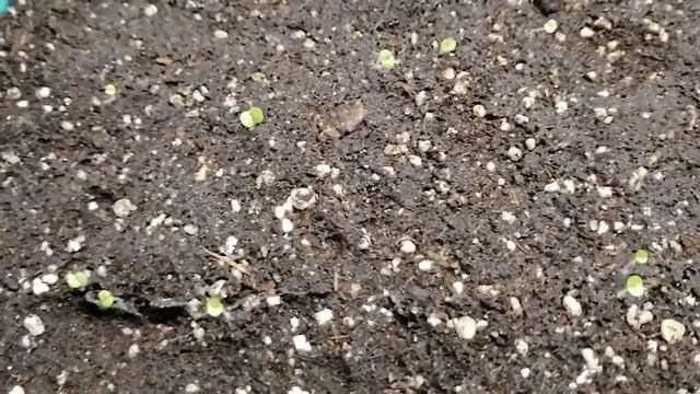 Взошли семена колеусов вегетативных!!! смотреть онлайн