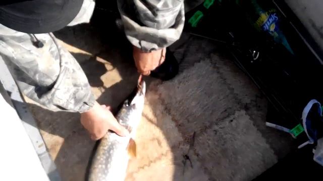 Рыбалка на Томи сайт рыболовный Kuz-fish.ru смотреть онлайн