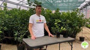 Почему скручиваются листья у цитрусов? опыт Павловского питомника