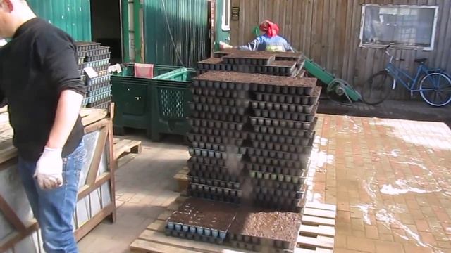 Посев и посадка капусты в фермерском хозяйстве Фортуна 2014г смотреть онлайн