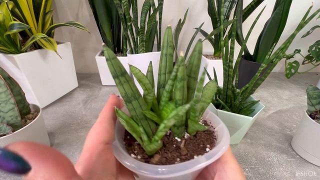 Результаты размножения Сансевиерий листом/ Сансевиерия из листа/ #сансевиерия ￼#sansevieria