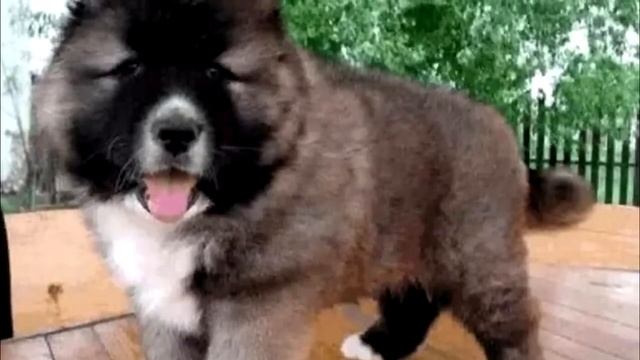 Старик подобрал на улице щенка, но он и не подозревал, каким тот вырастет! смотреть онлайн