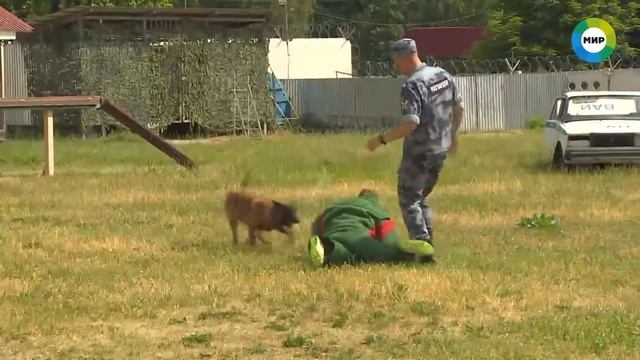 О секретах дрессировки служебных собак рассказали кинологи Росгвардии смотреть онлайн