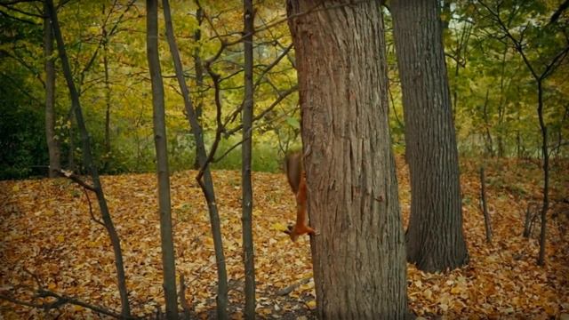 Случай в тайге с маленькой девочкой. Встреча с волком, медведем и рысью - это пустяк, страшнее всег смотреть онлайн