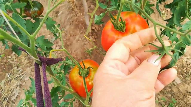 Томат - Минусинский медведь .