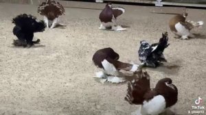 Голуби Статные шикарная коллекция ?