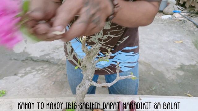 6 variety of flowers in one bougainvillea tutorial!! смотреть онлайн