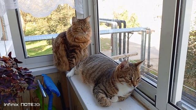 Загрустили. смотреть онлайн