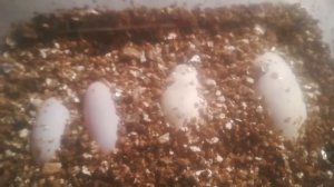 Яйца в инкубаторе, инкубация кладки маисовых полозов и эублефаров?