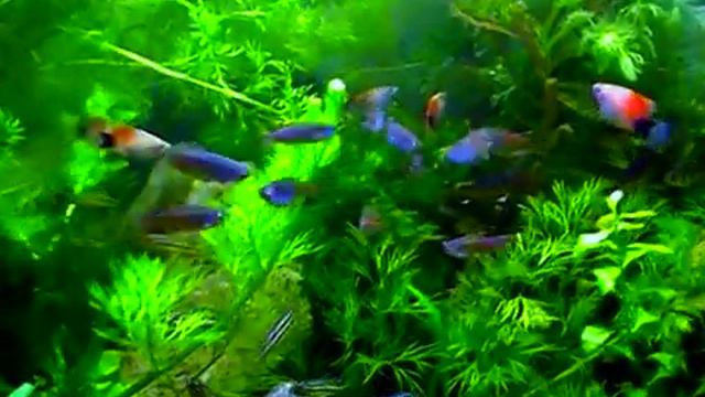 #Aquarium. Домашний аквариум.