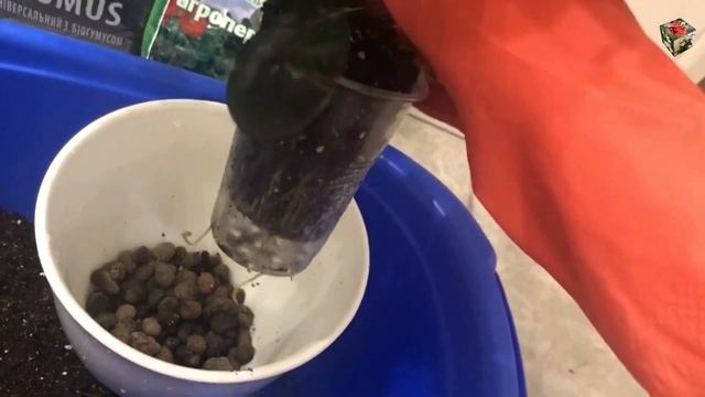 КРОТОН / КОДИЕУМ, какой СУБСТРАТ выбрать для пестролистного красавца. Посадка или перевалка. смотреть онлайн