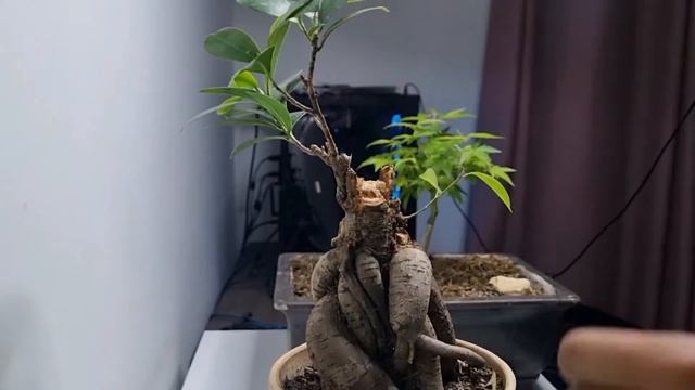 Dead wood /Tree Rot Removal Ficus Ginseng (short version ) смотреть онлайн