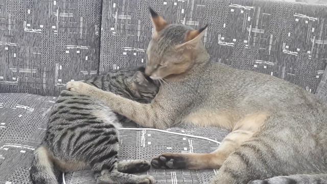 Камышовый кот дома