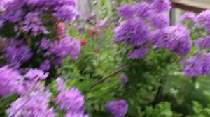 Флоксы лучшие сорта