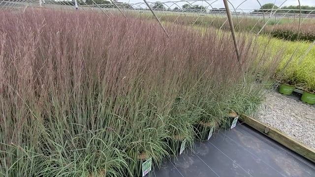 Schizachyrium Blue Heaven® (Little Bluestem) // Superb NATIVE, Long-lasting, Very Colorful Grass??❤