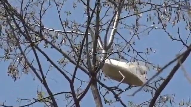 Hx9v Bird Stalking video смотреть онлайн