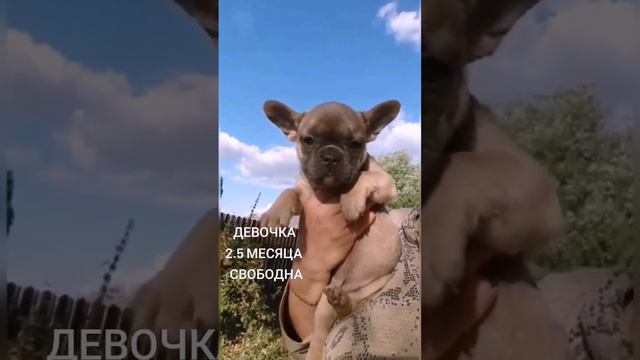 Эта плюшевая девочка ждёт родителейГолубой соболь,возраст 2.5 месяцаПишите по ссылке в шапке профил смотреть онлайн